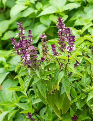 Basil flowers in the garden