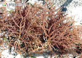 Carrageenan causes histamine induced inflammation