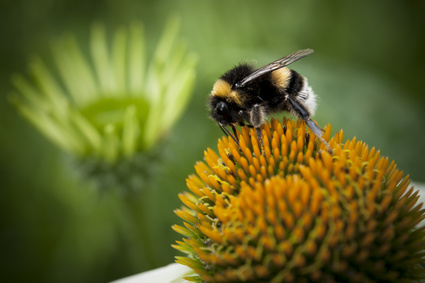 Beelieve it or not – some pollens are antihistamines!