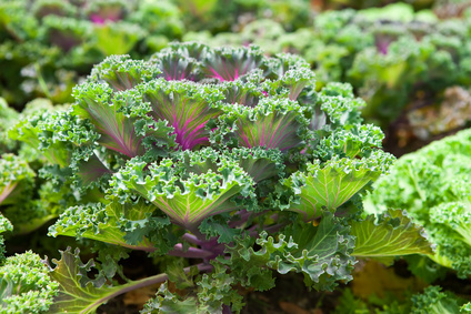 Low oxalate low histamine diet – the missing link?
