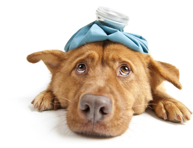 8 top tips for dealing with a histamine reaction