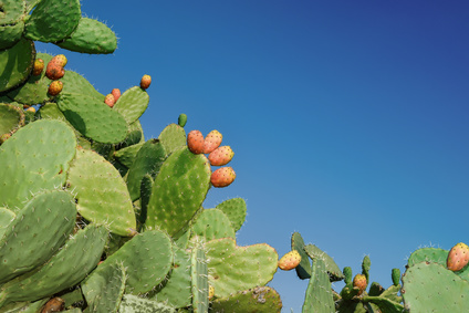 Prickly pear stops histamine inflammation, stabilises mast cells
