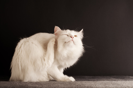 Parasites trigger mast cell histamine release