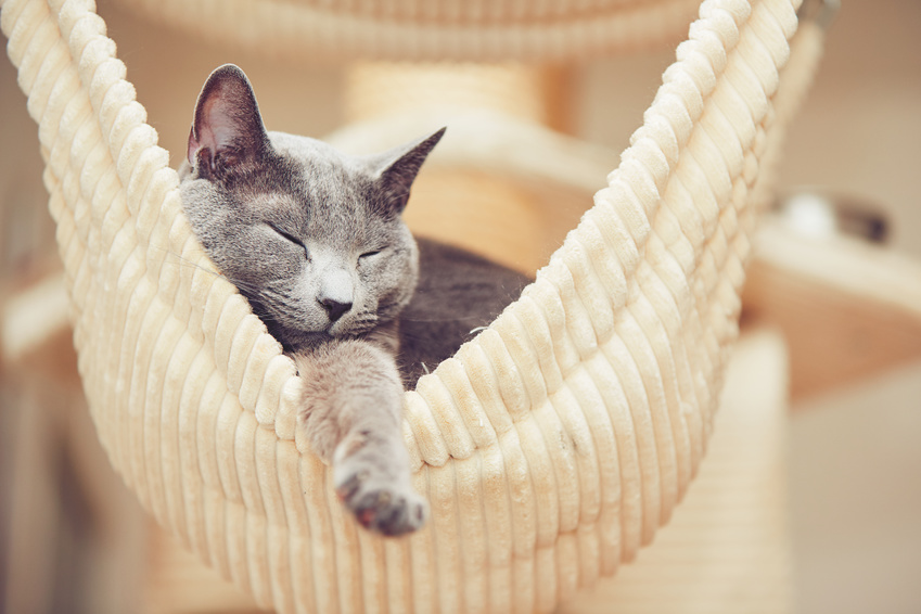 How Histamine Affects Sleep