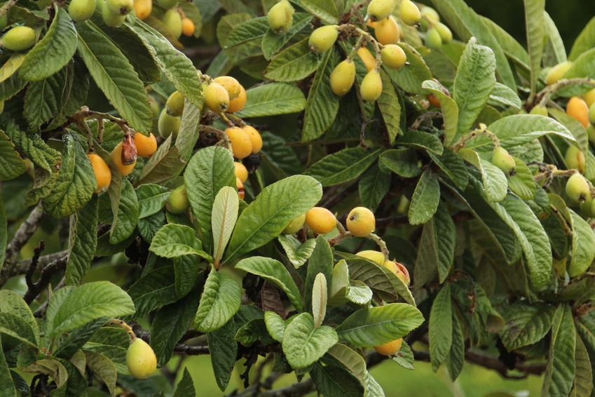 Loquat: A Powerful Antihistamine For Histamine Intolerance