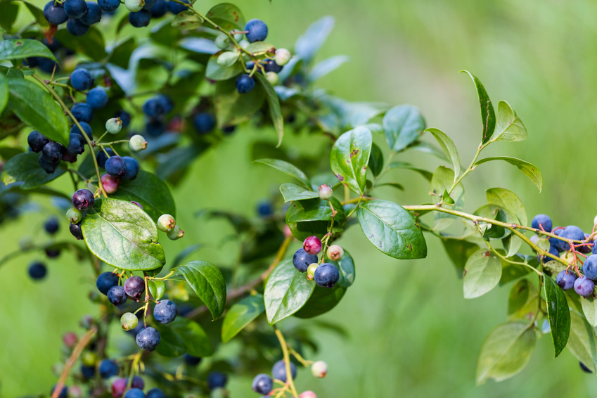 Pterostilbene A “Potent” Antihistamine for Histamine Intolerance & Inflammation