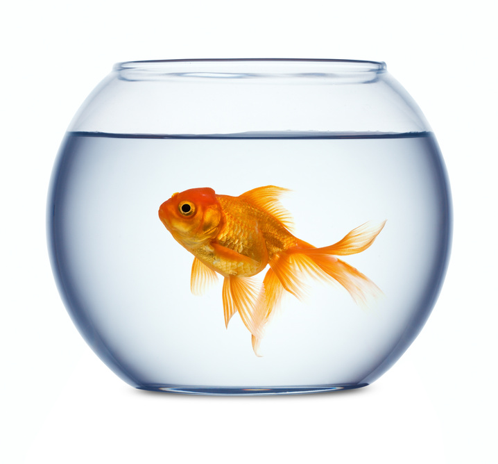 Histamine’s Effect on Memory (Goldfish Brain)