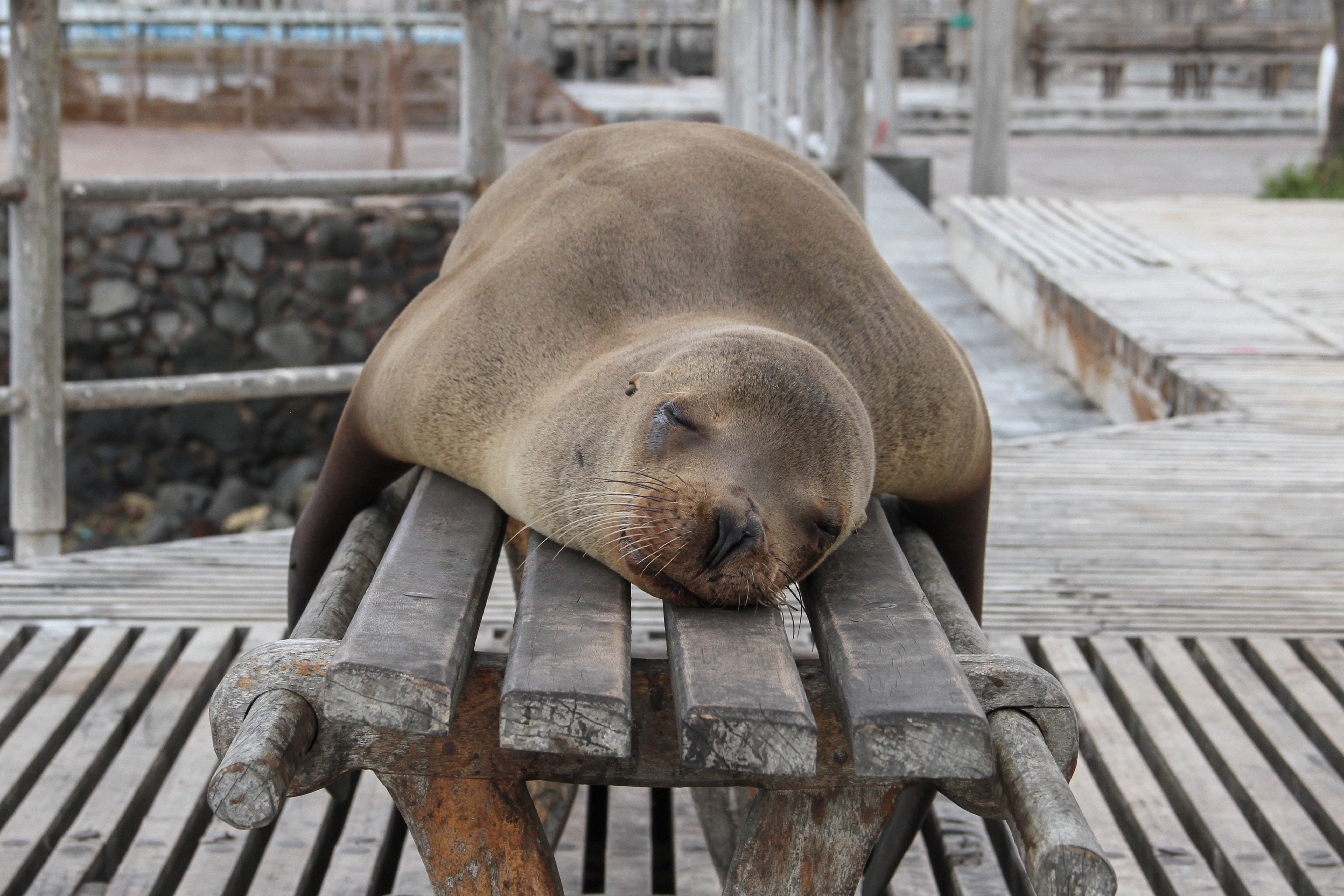 Histamine, Wakefulness, & Sleep