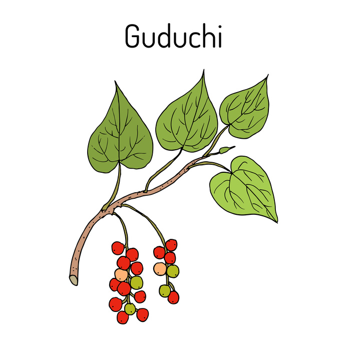 Ayurvedic Guduchi: Histamine Stabiliser